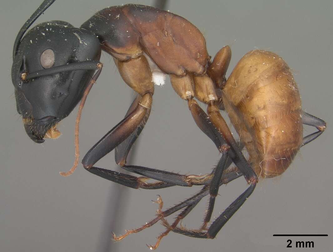 Image of Camponotus ocreatus Emery 1893