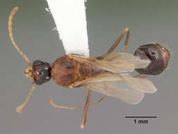 Image of Aphaenogaster floridana Smith 1941