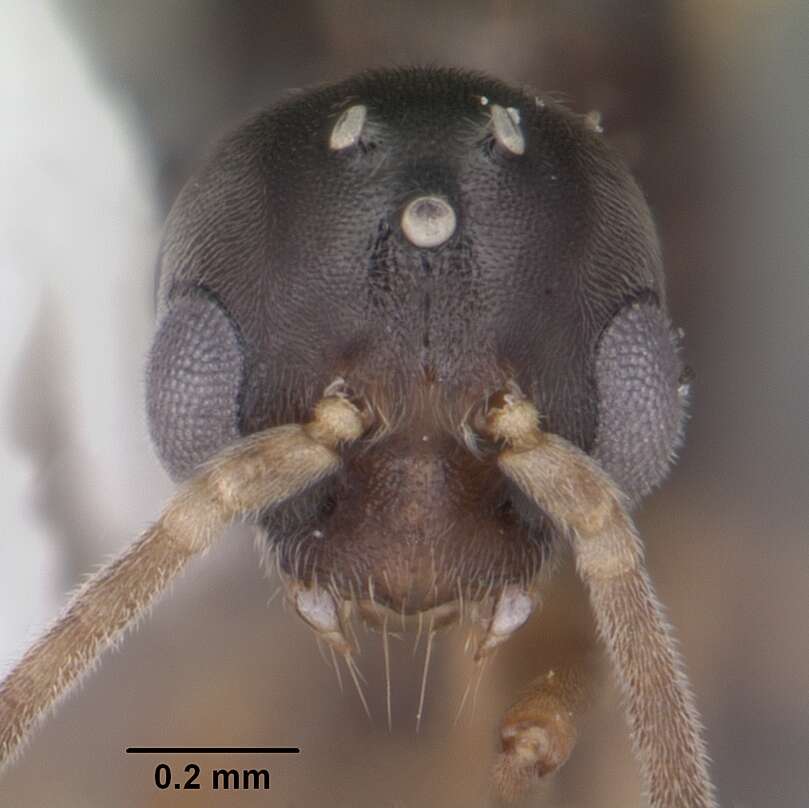 Image of Ant