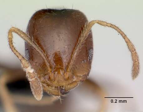 Image of Destructive trailing ant