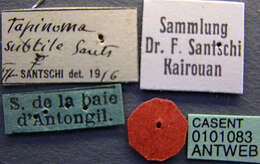 Image of Tapinoma subtile Santschi 1911