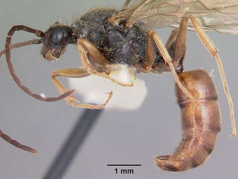 Image of Rapacious Panther Ant