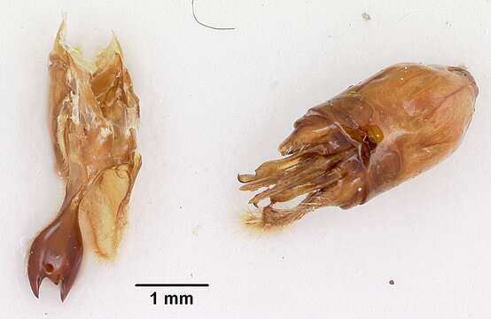 Image of Neivamyrmex pilosus (Smith 1858)