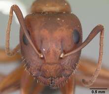 Plancia ëd Camponotus discolor (Buckley 1866)