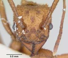 Image of Trachymyrmex nogalensis Byars 1951