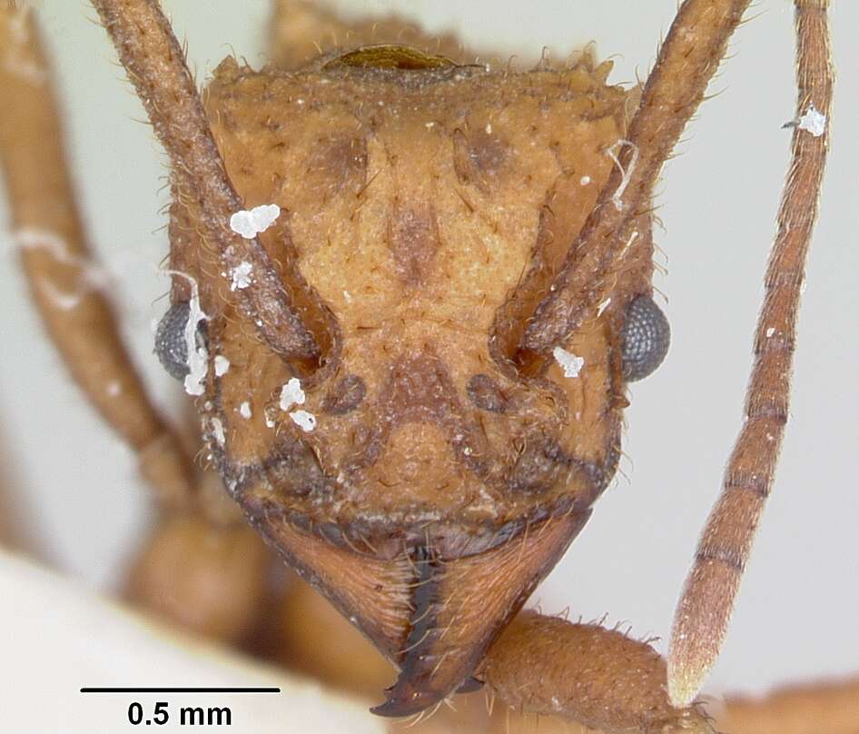 Image of Trachymyrmex nogalensis Byars 1951