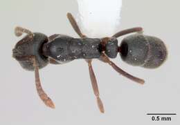 Image of Ant