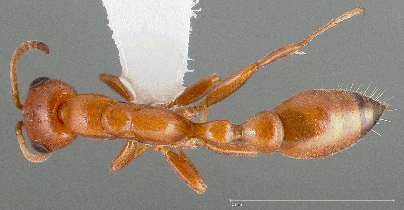 Image of Pseudomyrmex apache Creighton 1953