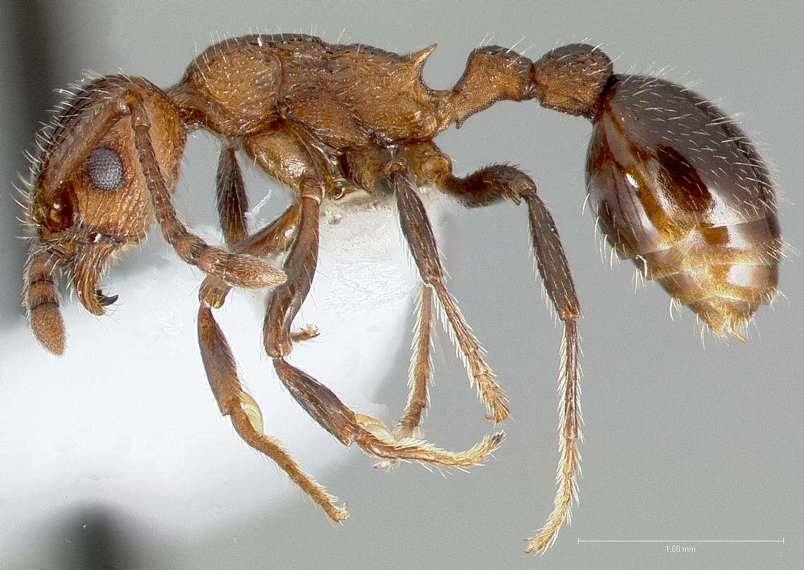 Image of Myrmica rugiventris (Smith 1943)