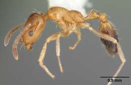 Image of Destructive trailing ant