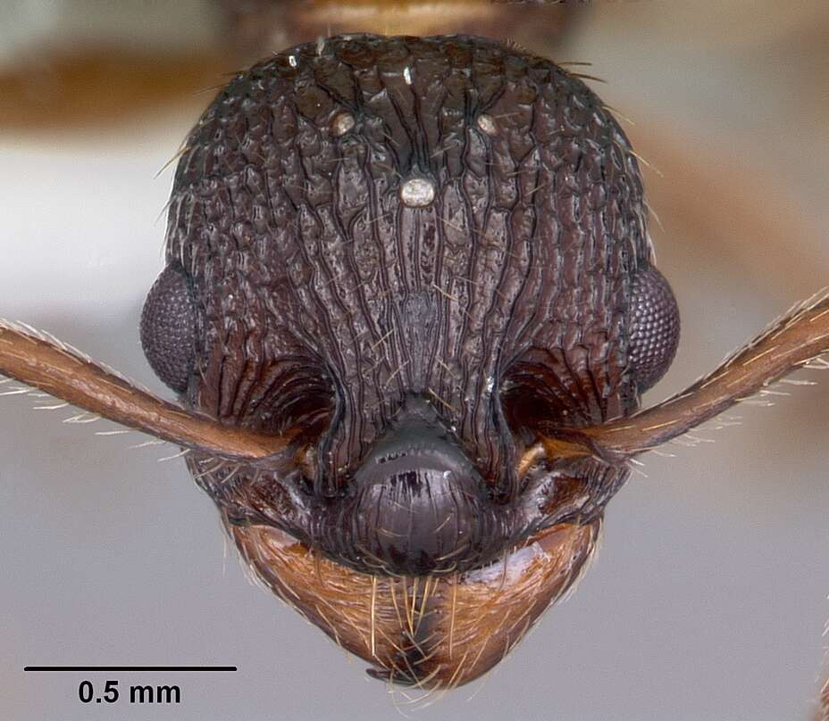 Image of Myrmica fracticornis Forel 1901