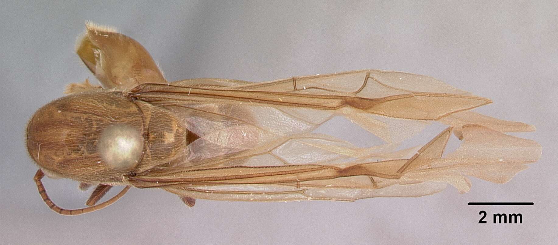 Image of Neivamyrmex pilosus (Smith 1858)