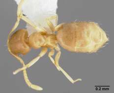 Image of Brachymyrmex depilis Emery 1893