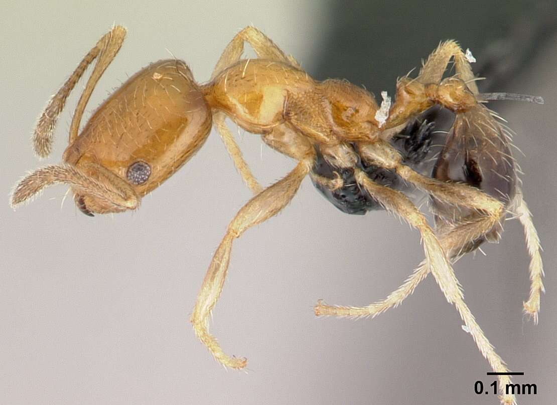 Image of Destructive trailing ant