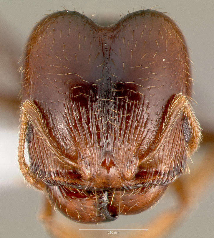 Image de Pheidole pilifera (Roger 1863)