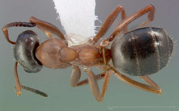 Image de Formica neorufibarbis Emery 1893