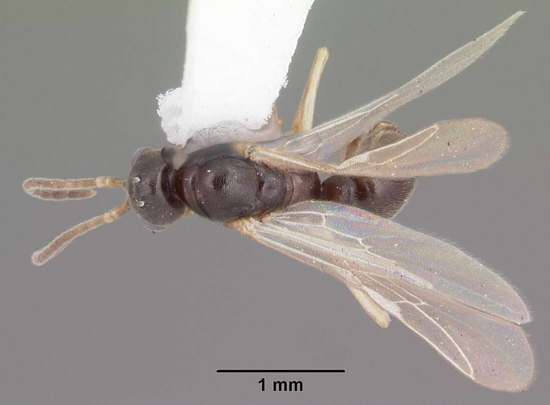 Image of Ant