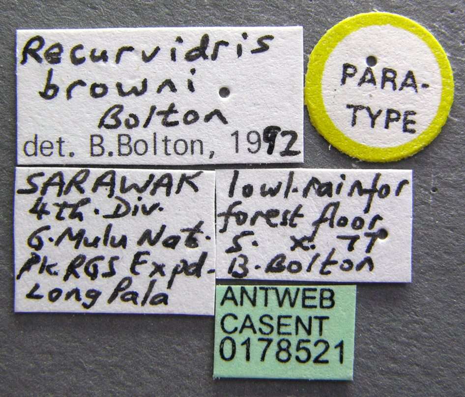 Image of Recurvidris browni Bolton 1992