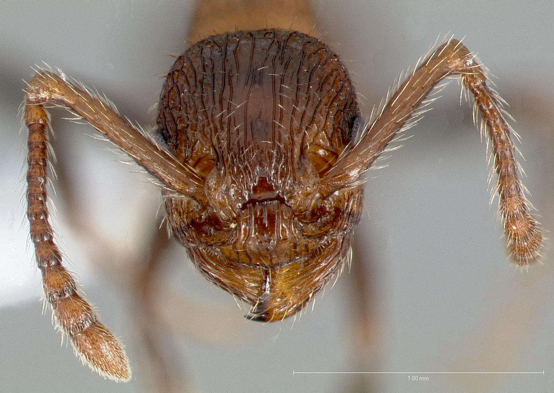 Image of Myrmica rugiventris (Smith 1943)