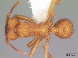 Image of Trachymyrmex turrifex (Wheeler 1903)