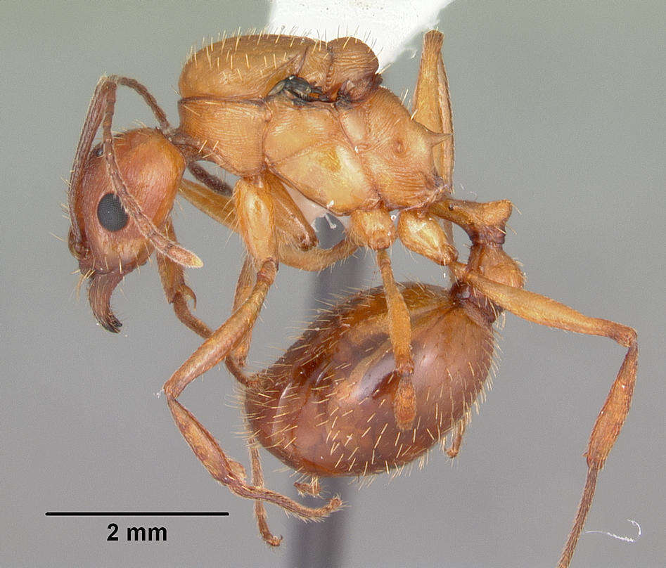 Image of Aphaenogaster floridana Smith 1941