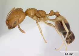 Image of Destructive trailing ant