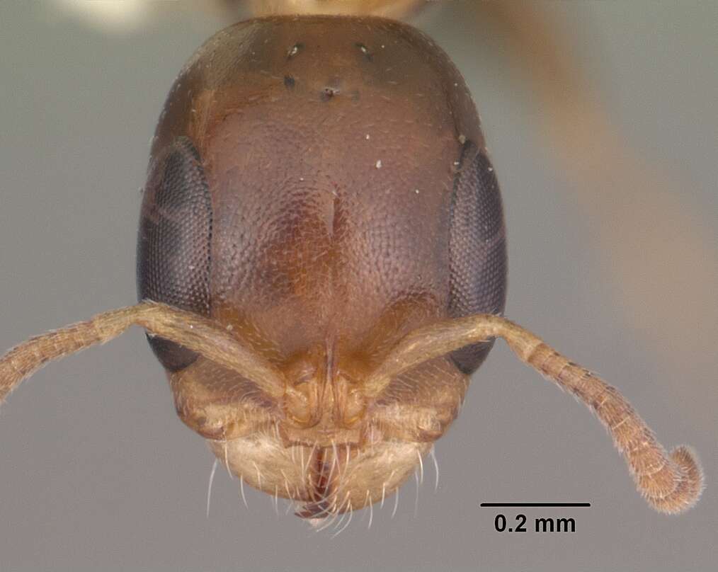 Image of Pseudomyrmex ejectus (Smith 1858)