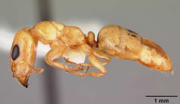 Image of Gesomyrmex