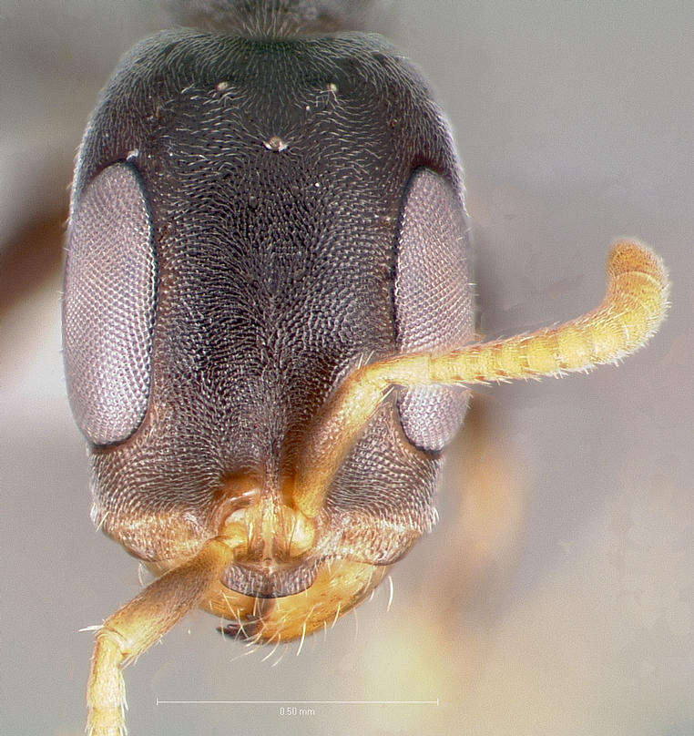 Image de Pseudomyrmex cubaensis (Forel 1901)