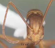 Image of Ant