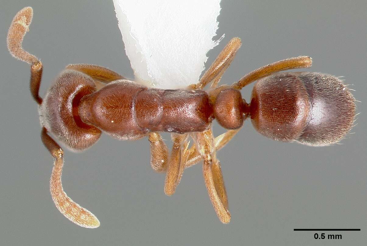 Image of Ant