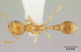 Image of Recurvidris browni Bolton 1992