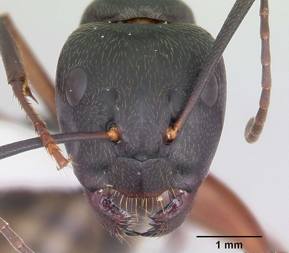 Plancia ëd Camponotus chromaiodes Bolton 1995