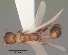 Image of Pseudomyrmex ejectus (Smith 1858)