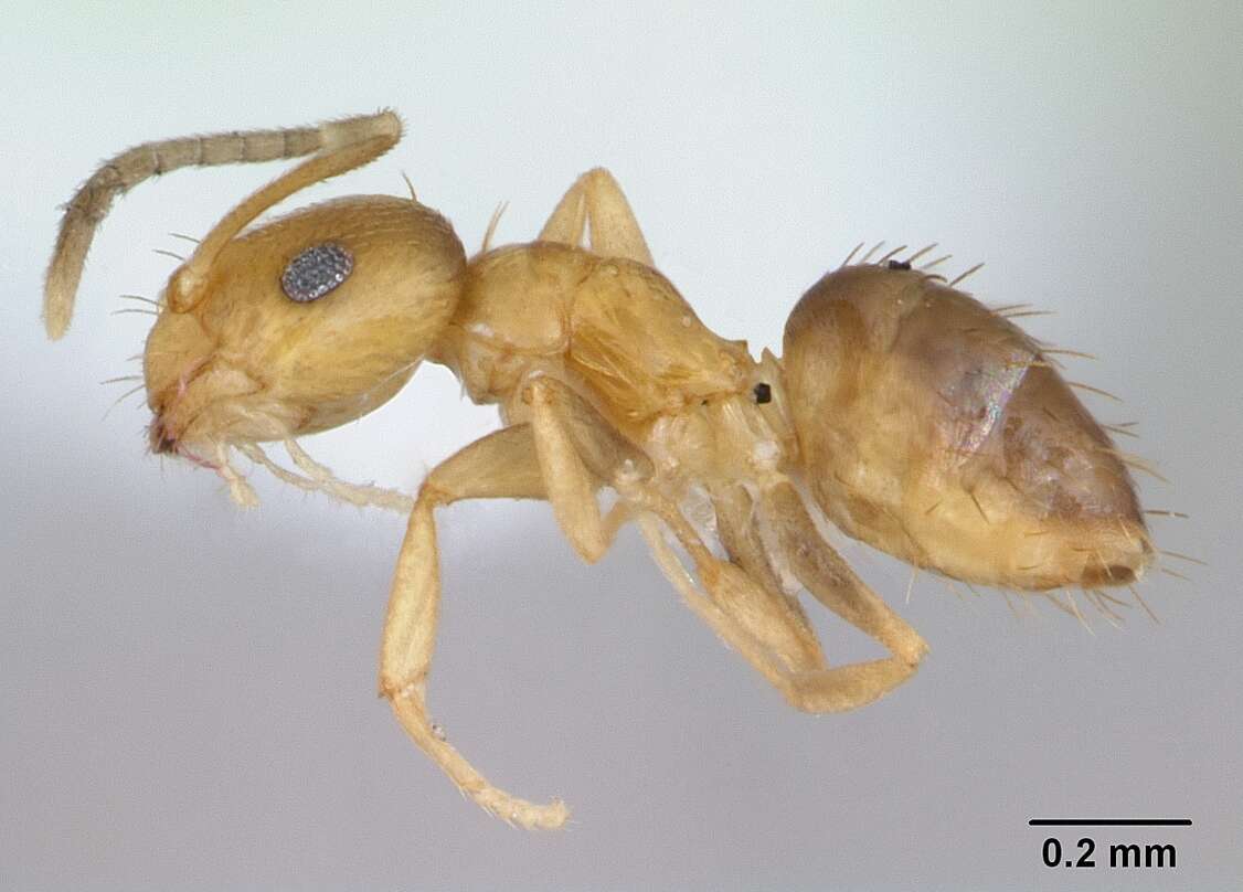 Image of Rover ants