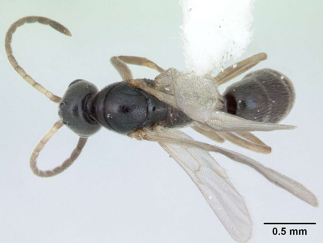 Image of Ant