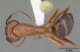 Image of Ant