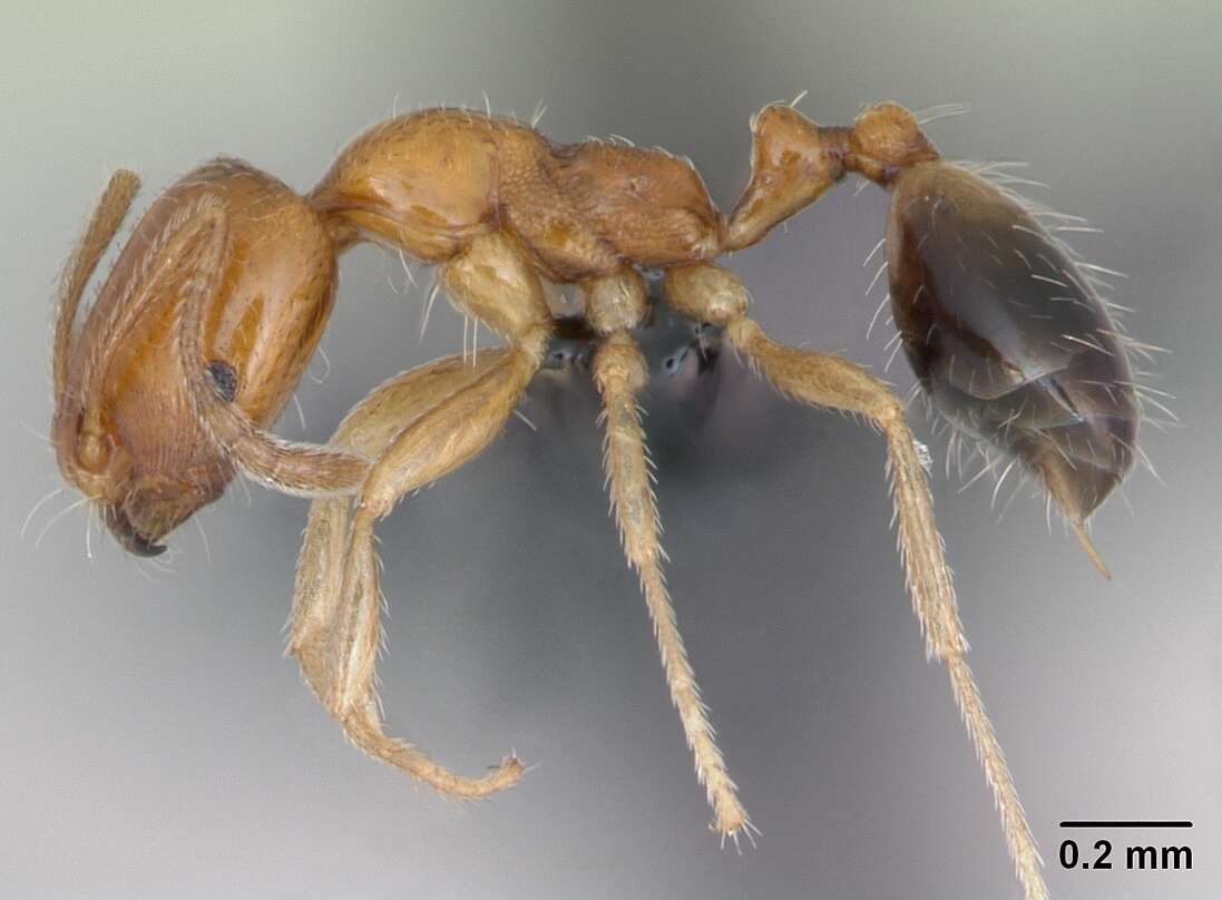 Image of Destructive trailing ant