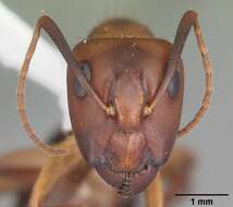 Image of Ant