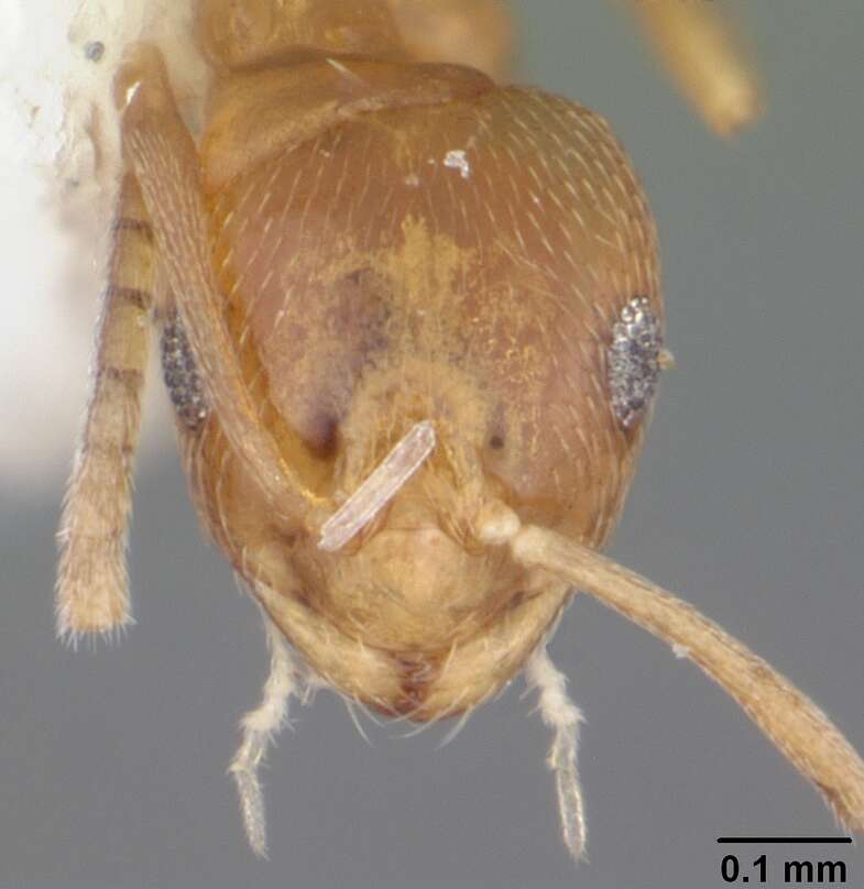 Image of Ant