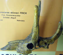 Image of Procranioceras Frick 1937