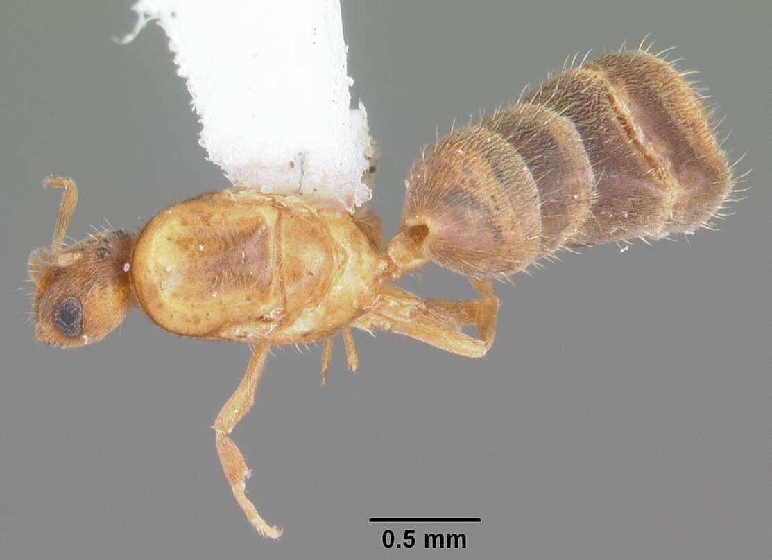 Image of Ant