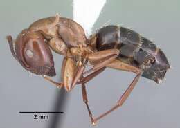 Plancia ëd Camponotus discolor (Buckley 1866)