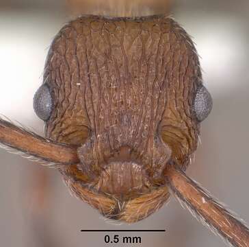 Image of Myrmica rugiventris (Smith 1943)