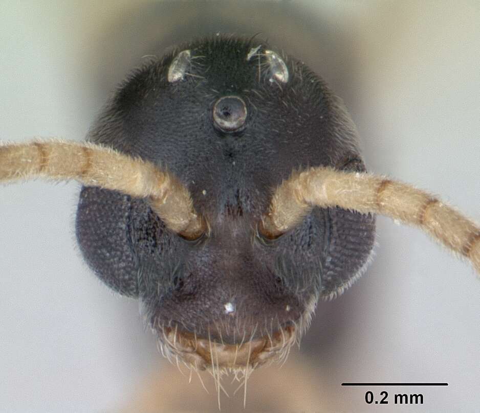 Image of Ant