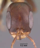 Image of Pseudomyrmex ejectus (Smith 1858)