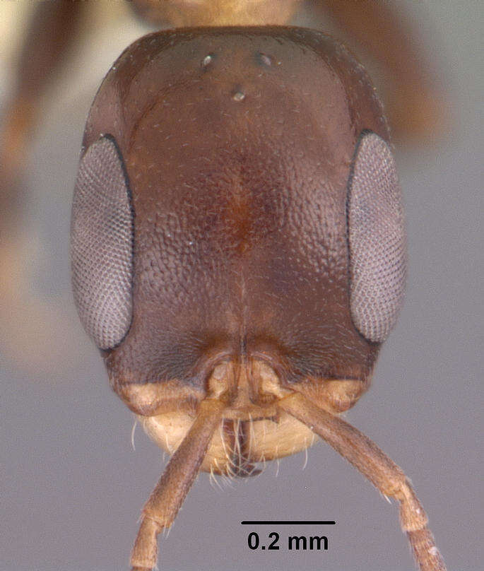 Image of Pseudomyrmex ejectus (Smith 1858)