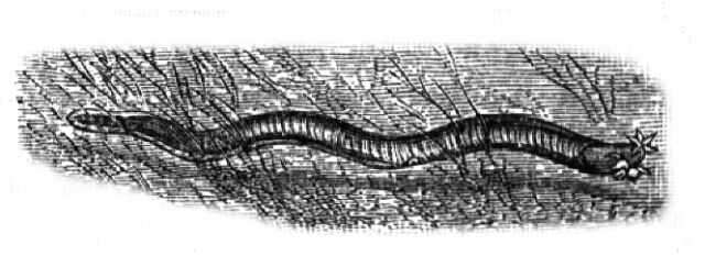 Image of Atlantic Hagfish