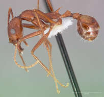 Image of Aphaenogaster cockerelli Andre 1893
