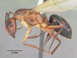 Image of Ant